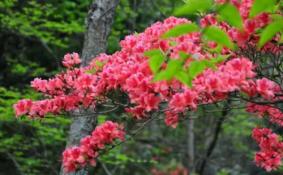 大围山杜鹃花节怎么去+观赏路线