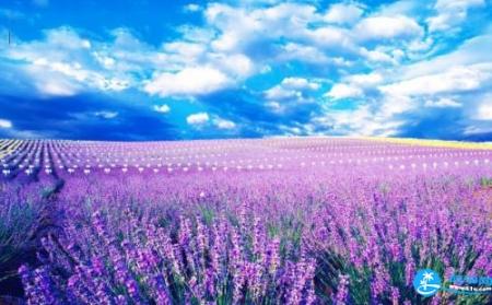 南京薰衣草庄园什么时候开花 南京薰衣草庄园怎么去