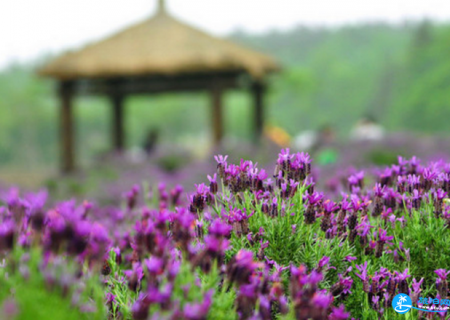 南京薰衣草庄园什么时候开花 南京薰衣草庄园怎么去