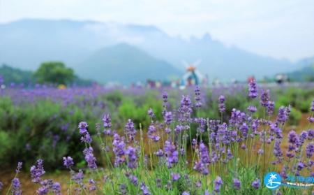 仙居薰衣草什么时候开 仙居薰衣草怎么走
