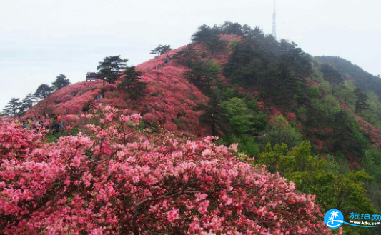 武汉去麻城沙洋赏花客运车票优惠政策2018