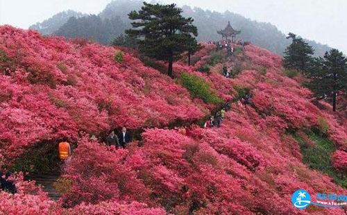 湖北麻城的杜鹃花什么时候开2018