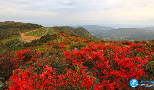 湖北麻城的杜鹃花什么时候开2018