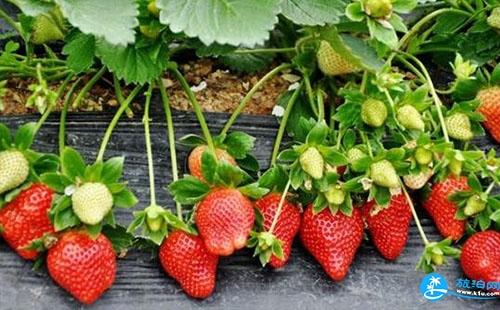 广州摘草莓的地方2018 广州哪里可以摘草莓