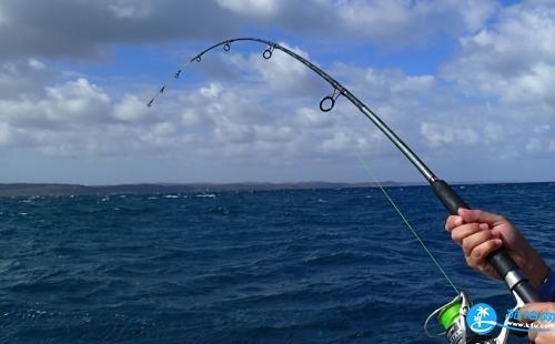 澳大利亚怎么钓鱼 澳洲海钓攻略