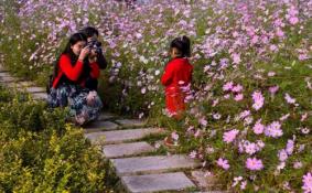 六月哪里可以赏花 夏天赏花攻略