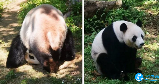2018五一深圳野生动物园有什么活动+门票优惠