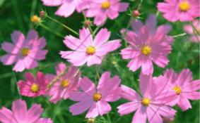 2018五一广州云台花园波斯菊主题花展门票价格