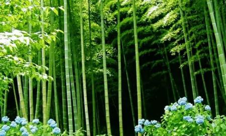 重庆周边有哪些避暑的竹林景点