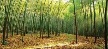 重庆周边有哪些避暑的竹林景点