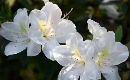 香格里拉杜鹃花观赏攻略2018