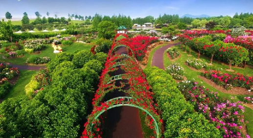 2018上海辰山植物園月季花觀賞時(shí)間+地點(diǎn)+交通