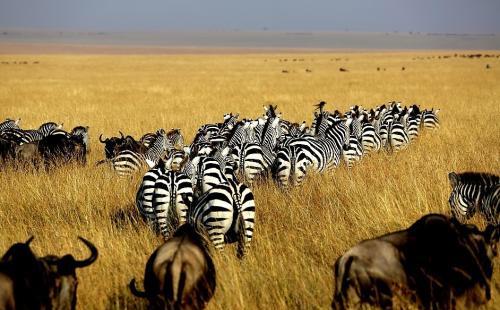看动物迁徙是去肯尼亚还是坦桑尼亚
