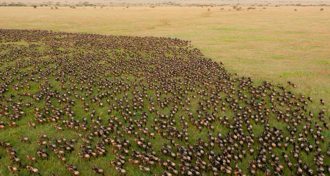 看动物迁徙是去肯尼亚还是坦桑尼亚