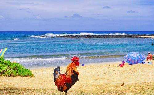 夏威夷最美海滩图片大全2018
