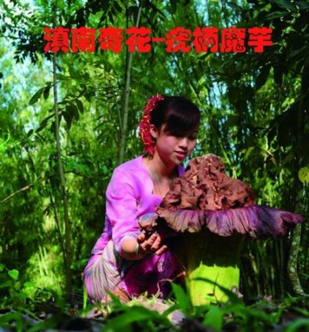 西双版纳热带植物园门票多少钱+优惠政策2018