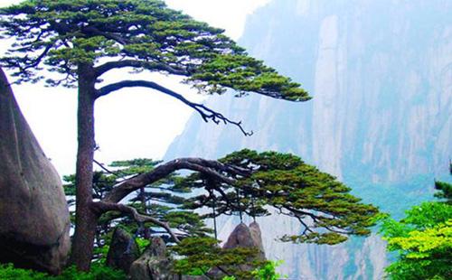 中国十大古树排行