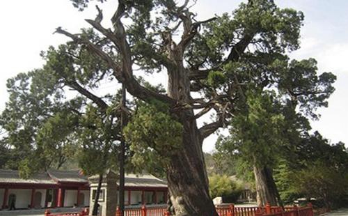 中国十大古树排行