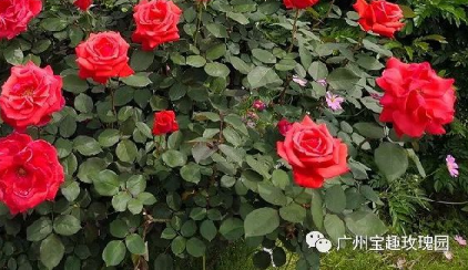 2018六一儿童节广州宝趣玫瑰世界有什么活动
