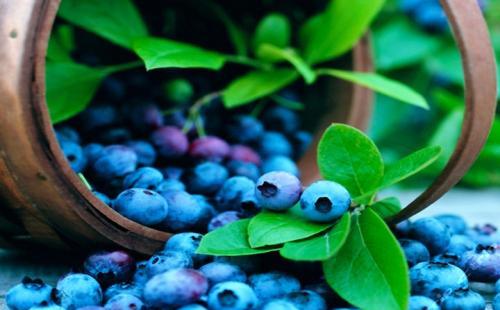 长沙哪里可以摘蓝莓2018