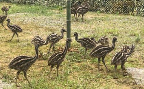 2018巴南彩色森林動物樂園什么時候開園