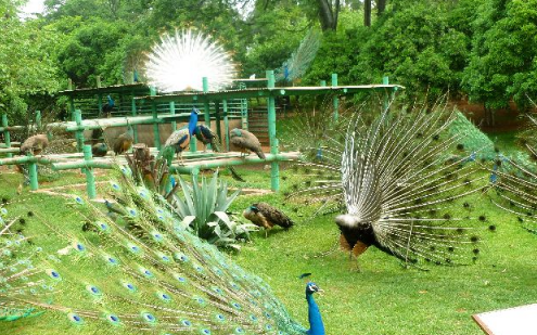 2018巴南彩色森林動物樂園什么時候開園