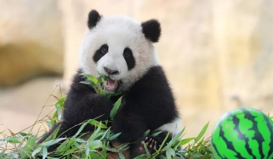 2018六一儿童节上海野生动物园有什么活动