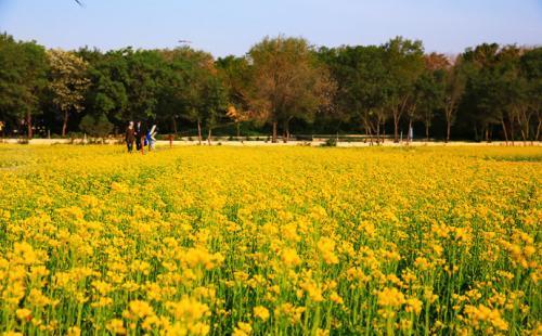 2018沈阳和平区油菜花节时间+地点+门票