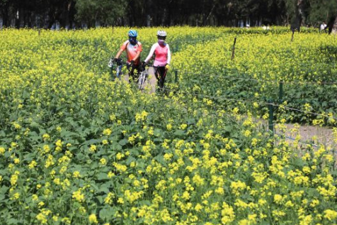 2018沈陽和平區(qū)油菜花節(jié)時間+地點+門票