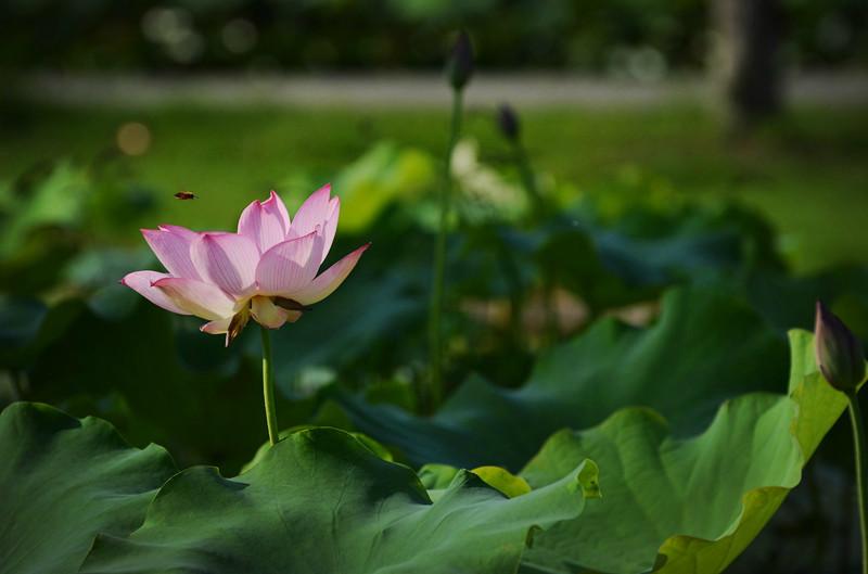 2018夏天去哪里赏荷花