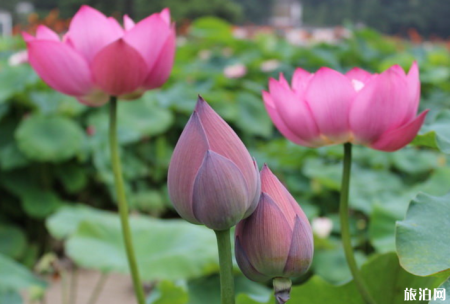 2018武汉东湖磨山荷花节门票+时间+地点