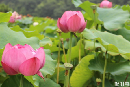 2018武汉东湖磨山荷花节门票+时间+地点