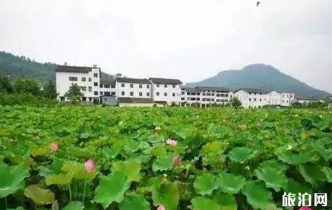 荷花节是几月几日 广元昭化第八届荷花节开幕