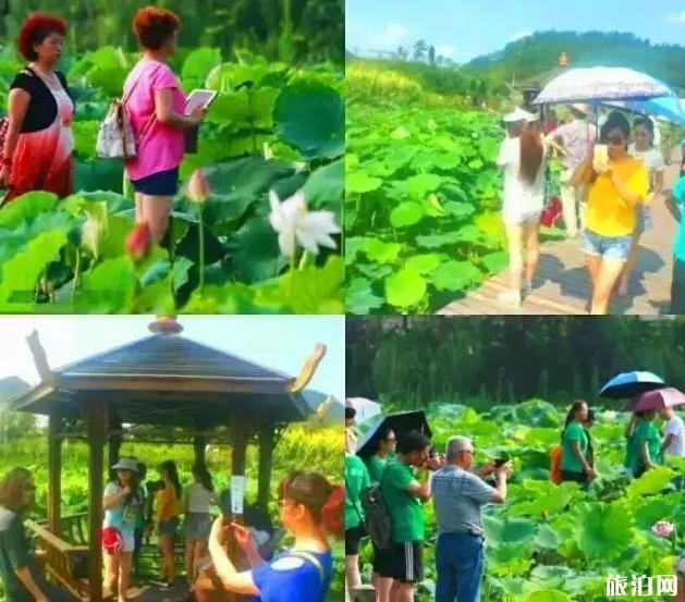 荷花节是几月几日 广元昭化第八届荷花节开幕