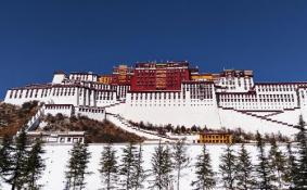 去西藏一定要事先服用红景天吗