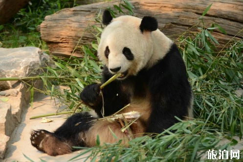 上海野生动物园可以带双胞胎宝宝进去吗
