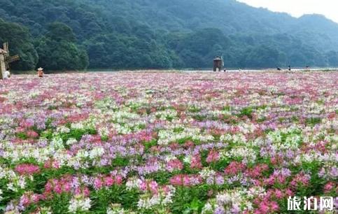 廣東森林公園有哪些 廣東森林公園排名