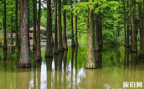 武汉抖音里水上森林在哪里 武汉水上森林具体位置