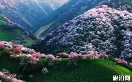 新疆花海图片 新疆去哪里看花