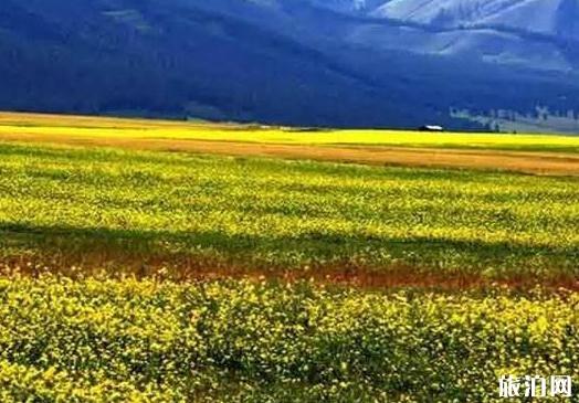 新疆花海图片 新疆去哪里看花