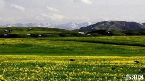 新疆花海图片 新疆去哪里看花