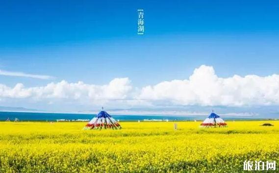 青海花海照片 青海花海景區(qū)介紹