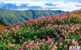 贵州花海图片 贵州看花的地方介绍