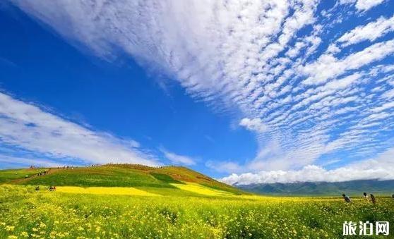 西宁周边的油菜花什么时候开 西宁周边的油菜花观赏地点介绍