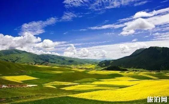 西宁周边的油菜花什么时候开 西宁周边的油菜花观赏地点介绍