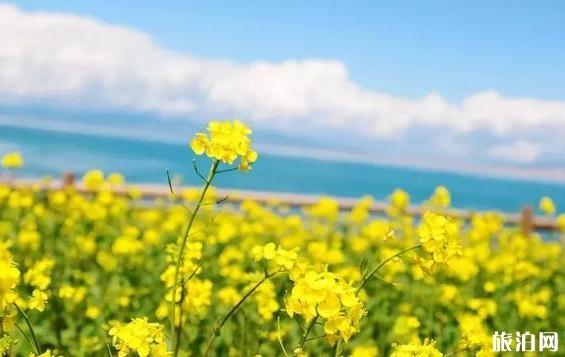 西宁周边的油菜花什么时候开 西宁周边的油菜花观赏地点介绍