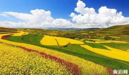 西宁周边的油菜花什么时候开 西宁周边的油菜花观赏地点介绍