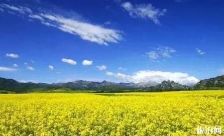 西宁周边的油菜花什么时候开 西宁周边的油菜花观赏地点介绍