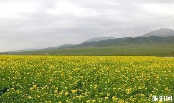 西宁周边的油菜花什么时候开 西宁周边的油菜花观赏地点介绍