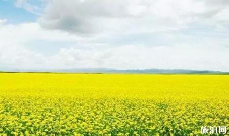 西宁周边的油菜花什么时候开 西宁周边的油菜花观赏地点介绍